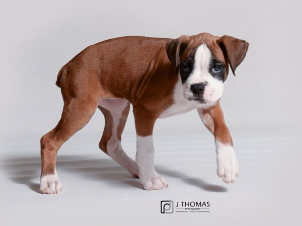 Boxer DOG Female Fawn 18907 Petland Topeka, Kansas