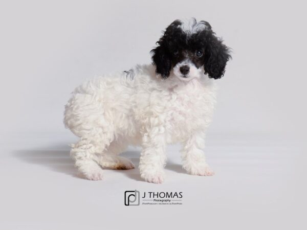 Poodle-DOG-Female-Black-18906-Petland Topeka, Kansas