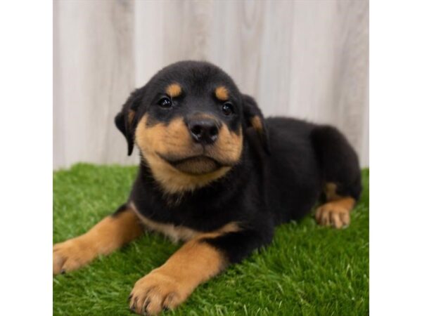 Rottweiler DOG Female Black / Rust 18941 Petland Topeka, Kansas