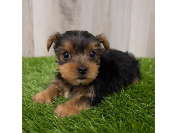 Yorkshire Terrier DOG Male Black / Tan 18921 Petland Topeka, Kansas