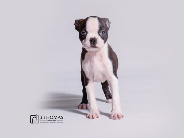 Boston Terrier-DOG-Female-Black Brindle and White-18933-Petland Topeka, Kansas