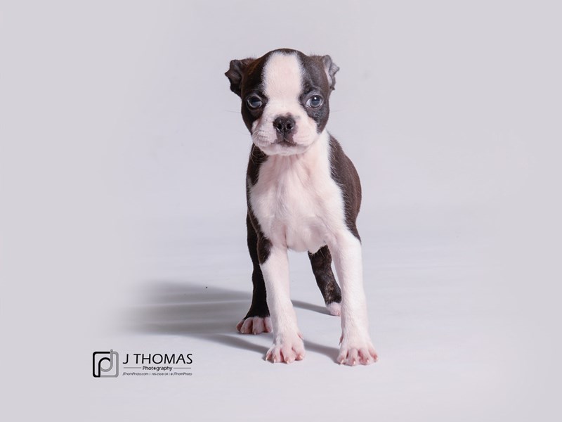 Boston Terrier-DOG-Female-Black Brindle and White-3313993-Petland Topeka, Kansas