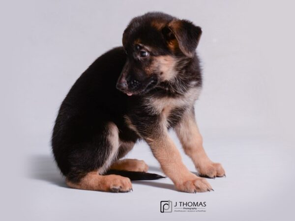 German Shepherd DOG Female black tan 18931 Petland Topeka, Kansas