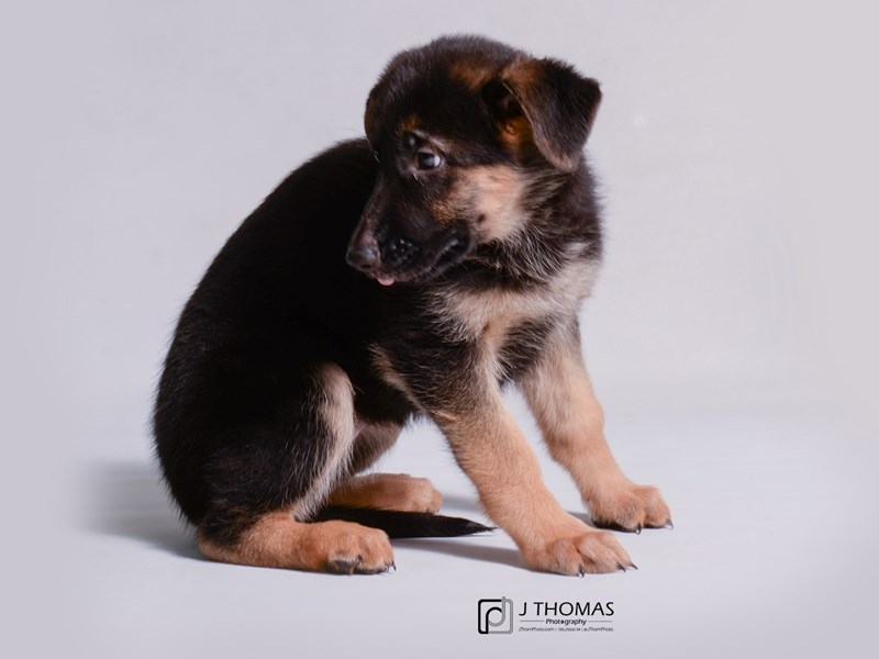 German Shepherd-DOG-Female-black tan-3309218-Petland Topeka, Kansas