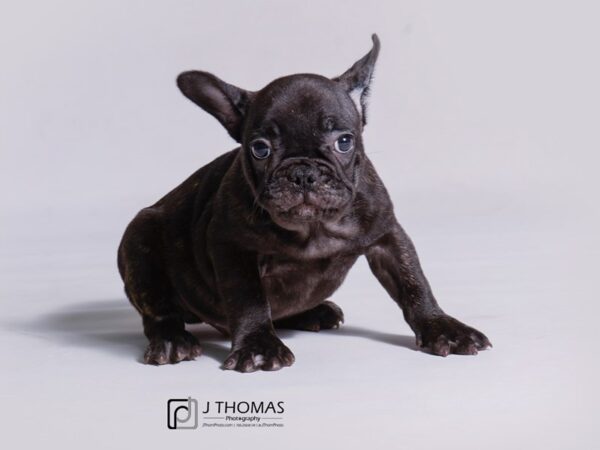 French Bulldog-DOG-Male-Brindle-18930-Petland Topeka, Kansas