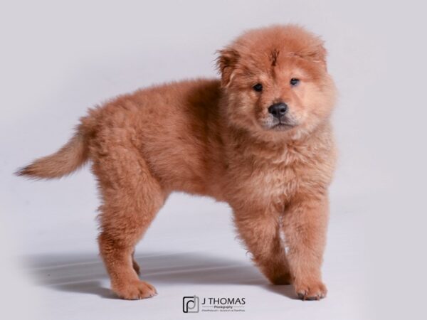 Chow Chow DOG Female Red 18929 Petland Topeka, Kansas