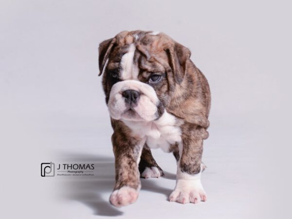 Bulldog-DOG-Female-Red Brindle-18928-Petland Topeka, Kansas