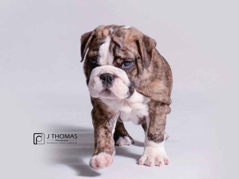 Bulldog-DOG-Female-Red Brindle-3312868-Petland Topeka, Kansas