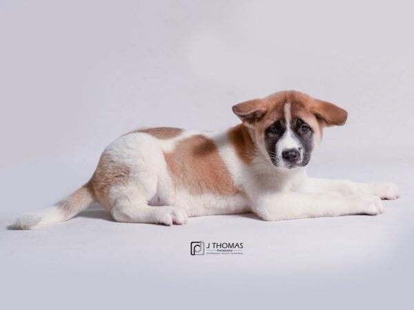 Akita-DOG-Female-Fawn / White-18927-Petland Topeka, Kansas