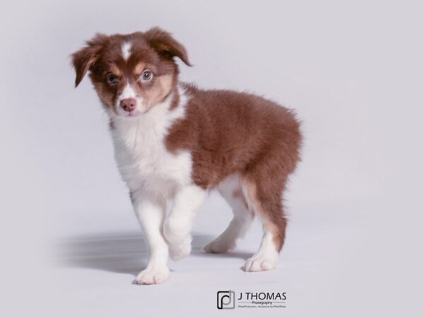 Miniature Australian Shepherd DOG Female Red 18925 Petland Topeka, Kansas