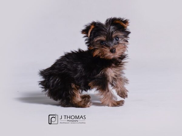 Yorkshire Terrier DOG Male Black / Tan 18922 Petland Topeka, Kansas