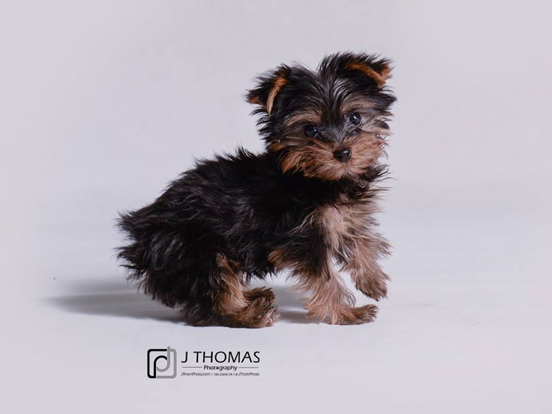 Yorkshire Terrier-DOG-Male-Black / Tan-3312890-Petland Topeka, Kansas