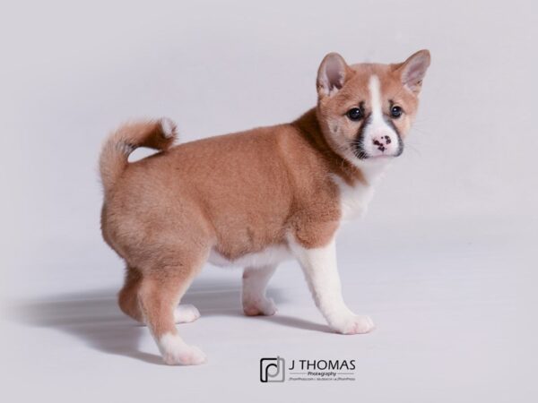 Shiba Inu-DOG-Female-Red Sesame-18919-Petland Topeka, Kansas