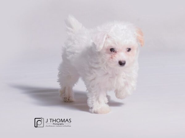 Poodle-DOG-Female-Apricot-18918-Petland Topeka, Kansas