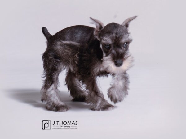 Miniature Schnauzer DOG Female Salt / Pepper 18916 Petland Topeka, Kansas