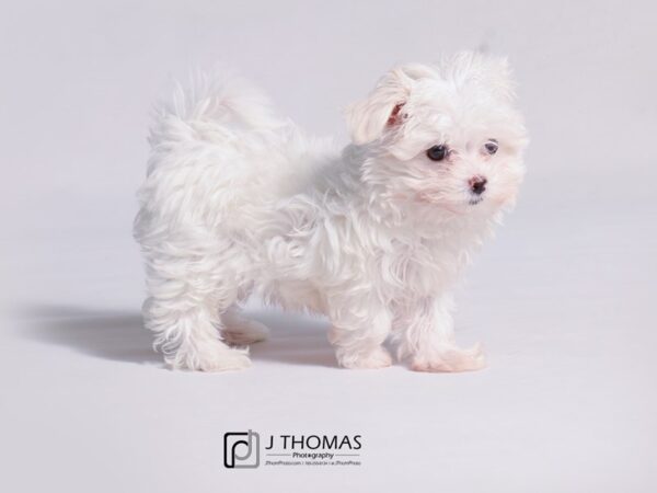 Maltese-DOG-Female-White-18915-Petland Topeka, Kansas