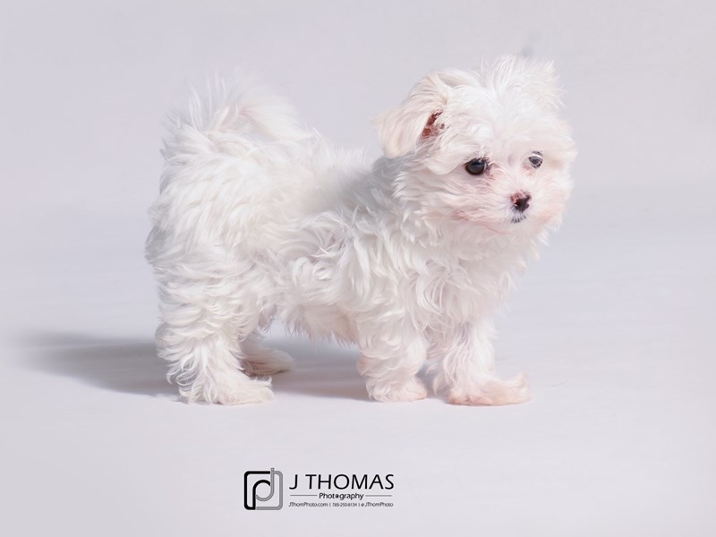 Maltese-DOG-Female-White-3312870-Petland Topeka, Kansas