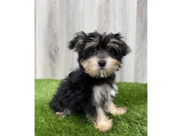 Morkie DOG Female Black / Tan 18948 Petland Topeka, Kansas