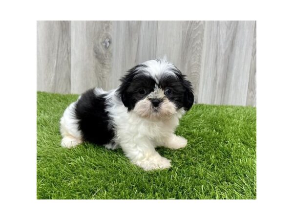 Shih Tzu DOG Female Black / White 18942 Petland Topeka, Kansas