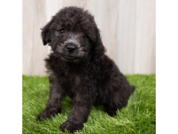 Poodle DOG Male Black / Silver 18940 Petland Topeka, Kansas