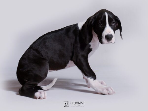 Great Dane DOG Female Black Mantle 18959 Petland Topeka, Kansas