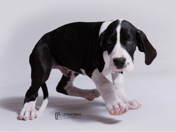 Great Dane DOG Male Black Mantle 18957 Petland Topeka, Kansas