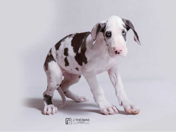 Great Dane-DOG-Female-Silver Harelquin-18955-Petland Topeka, Kansas