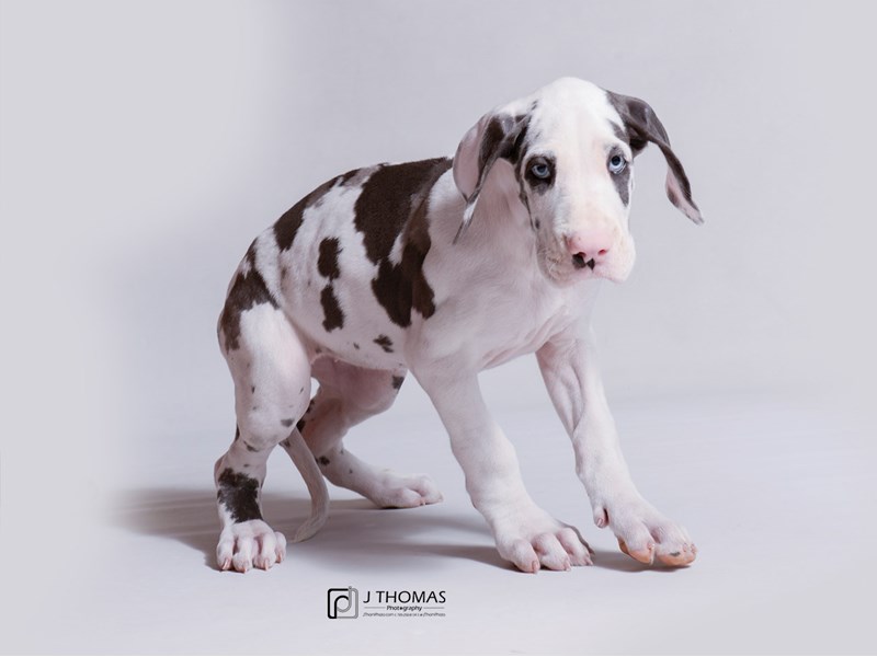 Great Dane-DOG-Female-Silver Harelquin-3323768-Petland Topeka, Kansas