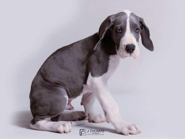 Great Dane DOG Male Blue Mantle 18954 Petland Topeka, Kansas