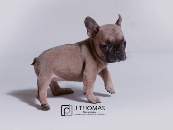 French Bulldog DOG Female Blue Fawn 18953 Petland Topeka, Kansas