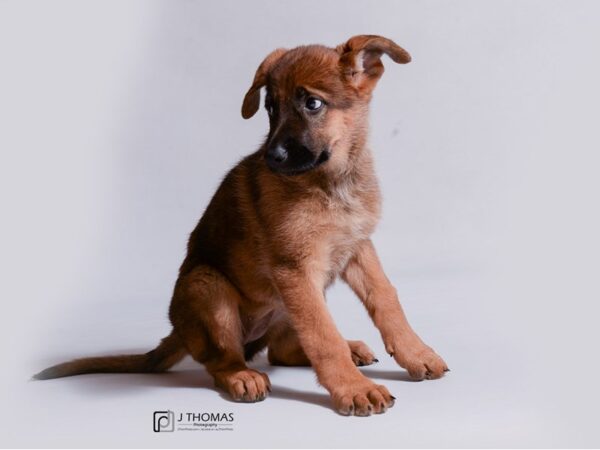 German Shepherd DOG Female Sable 18952 Petland Topeka, Kansas