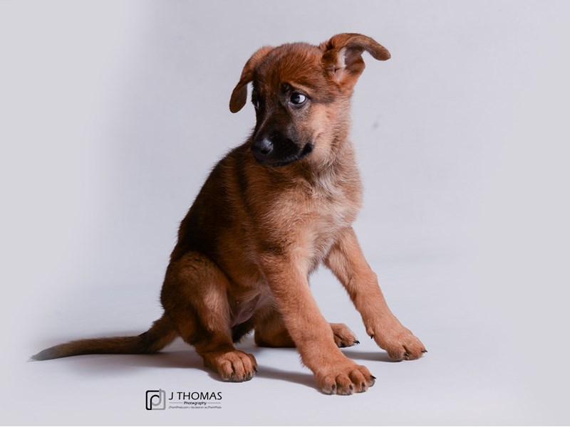 German Shepherd-DOG-Female-Sable-3323656-Petland Topeka, Kansas