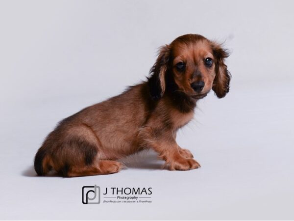 Dachshund-DOG-Male-Wild Boar-18951-Petland Topeka, Kansas