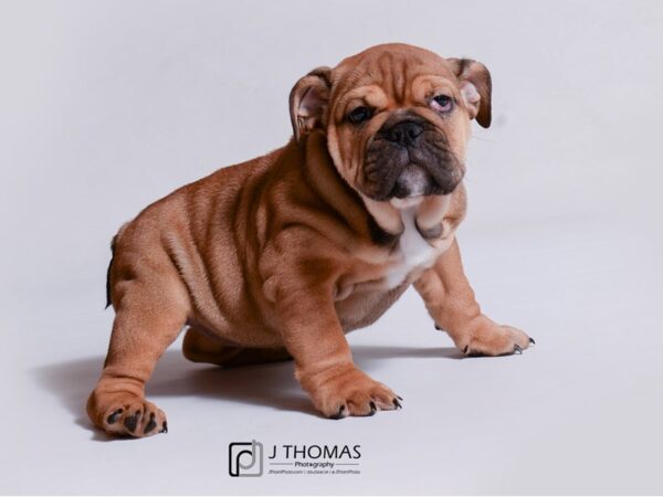 Bulldog-DOG-Female-Red-18950-Petland Topeka, Kansas