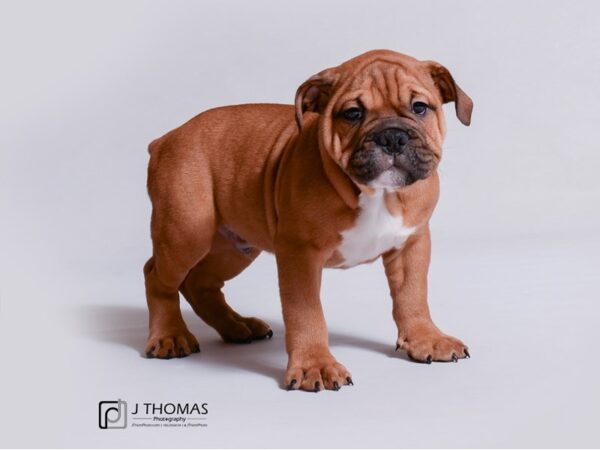 Miniature Bulldog-DOG-Male-Red-18947-Petland Topeka, Kansas