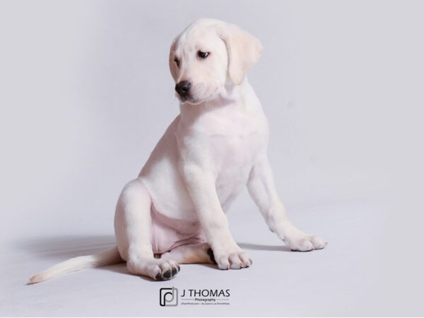 Labrador Retriever DOG Female Yellow 18945 Petland Topeka, Kansas