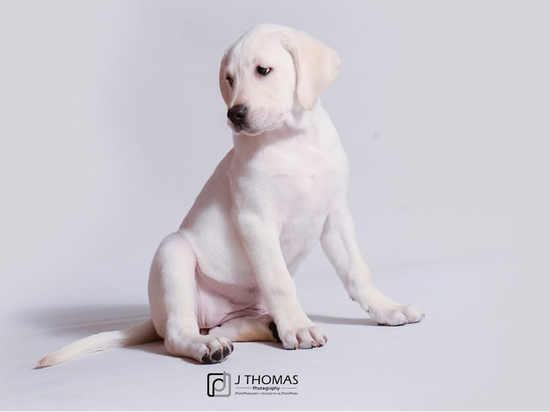 Labrador Retriever-DOG-Female-Yellow-3322463-Petland Topeka, Kansas