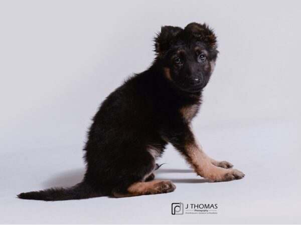 German Shepherd Dog DOG Male Black / Tan 18946 Petland Topeka, Kansas