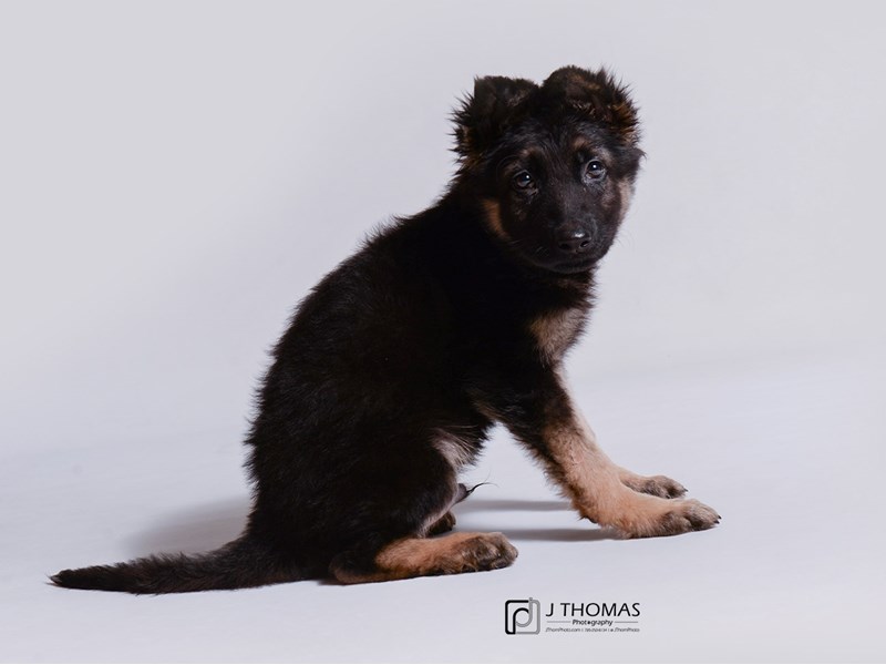 German Shepherd Dog-DOG-Male-Black / Tan-3322219-Petland Topeka, Kansas