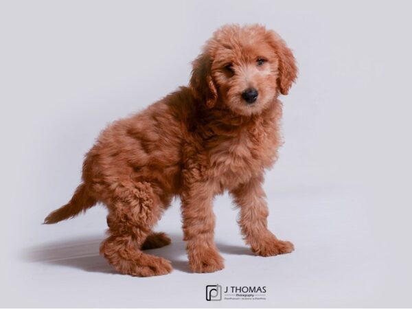 Goldendoodle DOG Female Apricot 18944 Petland Topeka, Kansas