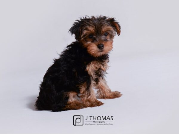 Yorkshire Terrier DOG Female Black / Tan 18943 Petland Topeka, Kansas