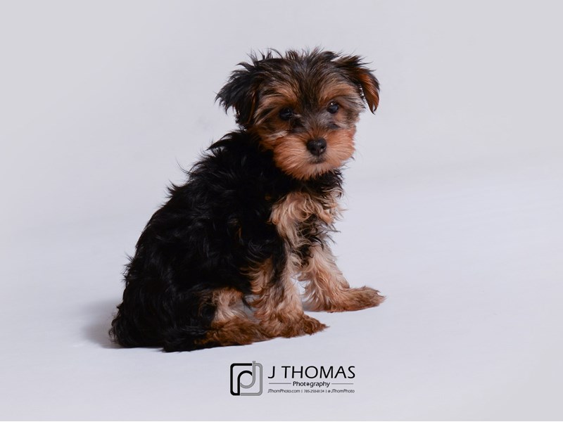 Yorkshire Terrier-DOG-Female-Black / Tan-3322222-Petland Topeka, Kansas
