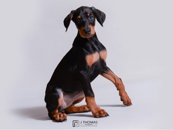 Doberman Pinscher DOG Female Black / Rust 18939 Petland Topeka, Kansas