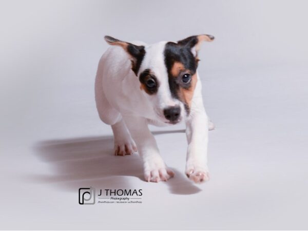 Jack Russell Terrier DOG Female Tri Colored 18938 Petland Topeka, Kansas