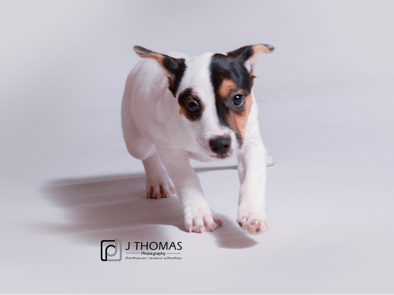 Jack Russell Terrier-DOG-Female-Tri Colored-3317745-Petland Topeka, Kansas