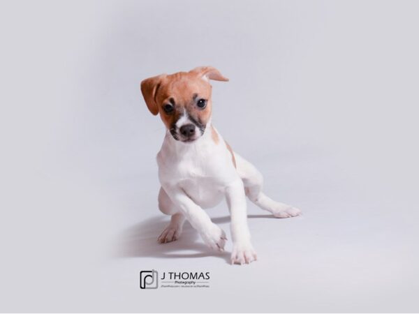 Jack Russell Terrier-DOG-Female-Red and White-18937-Petland Topeka, Kansas