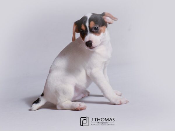 Jack Russell Terrier-DOG-Male-Tri Color-18936-Petland Topeka, Kansas