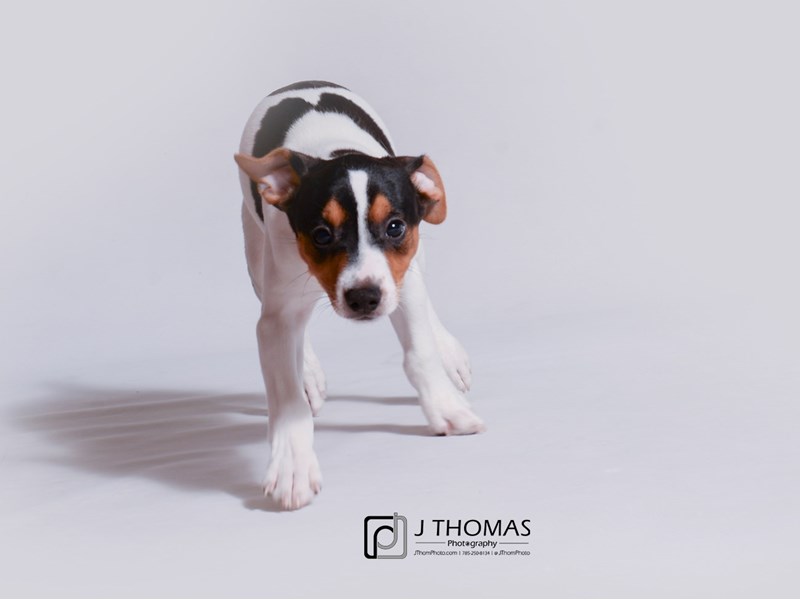 Jack Russell Terrier-DOG-Male-Tri Color-3317726-Petland Topeka, Kansas