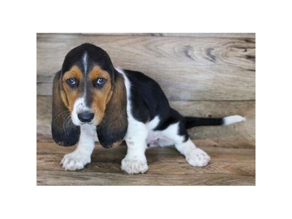 Basset Hound DOG Female Black Tan / White 18960 Petland Topeka, Kansas