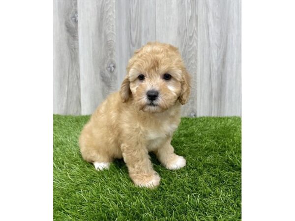 Poodle DOG Female Apricot 18964 Petland Topeka, Kansas